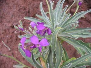 Matthiola
