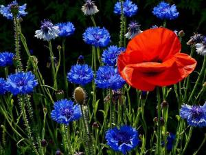 11071748_1598959753651128_2001679546021695440_n