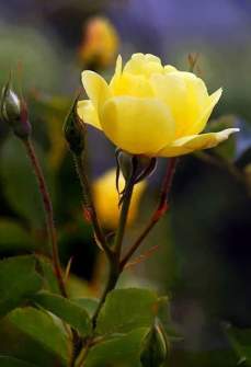 10389202_466734036828496_691667572938495660_n