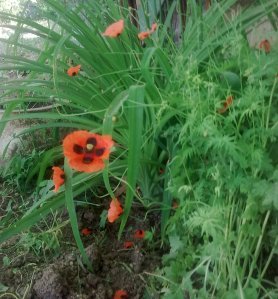 papaver