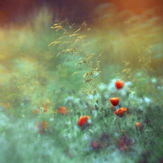 12003278_883403851751451_3958568059448149443_n