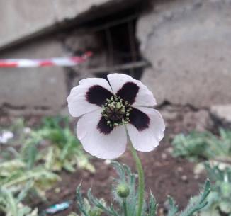 13000681_708837325925741_927326186_o