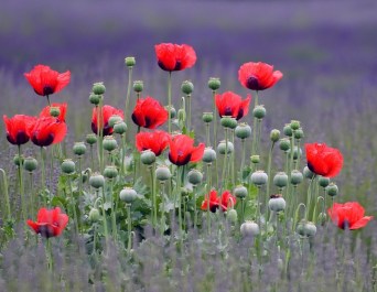 papaver_beauty_of_livermere