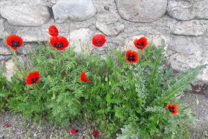 papaver