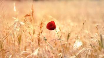 10959655_855497084508100_5254532012350337328_n