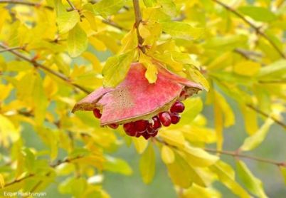 14716173_916619668471519_8718346537548584861_n