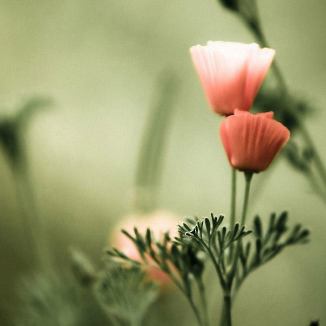 15665537_1209152342466404_4793043955018891928_n