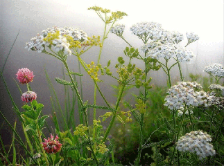 80dbe4ef262b19e6c168d2db0bd4aedf