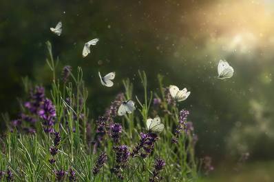 21557463_1572594879428913_4580262399124640976_n