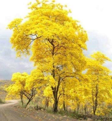 21742995_1579338845421183_2623653734066727497_n