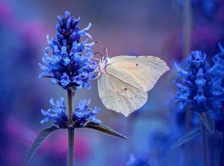 13599921_1247246765316018_8186453575750057430_n