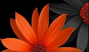 26169588_951285261691383_5911754656460795370_n