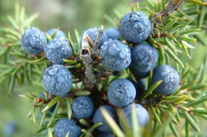 38728923_1936308693057528_3356560467022577664_n