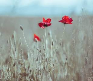 68812597_2209696212654432_5034032082746081280_n