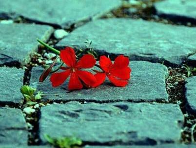 26230538_951284318358144_3535906027810258752_n