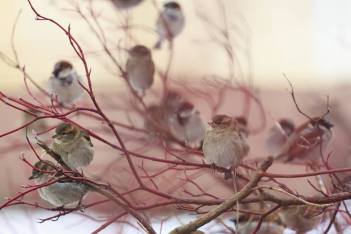 46085532_2074261475928915_3526873637049073664_n