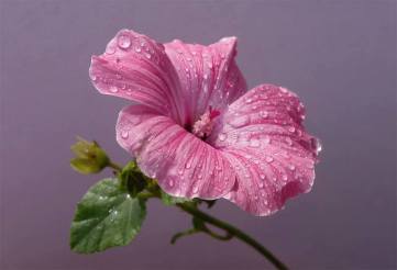 54420982_720648951686834_630947300125966336_n