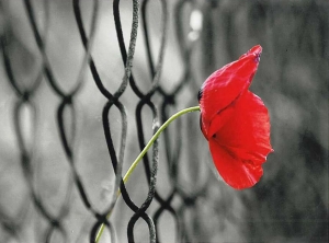 viravoranqy-haghtaharelu-ughinery-7648