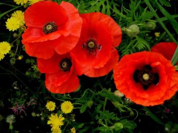 69429622_824850484600013_8410375409652203520_n