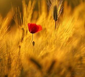 89109907_984320888652971_1504052037585731584_n