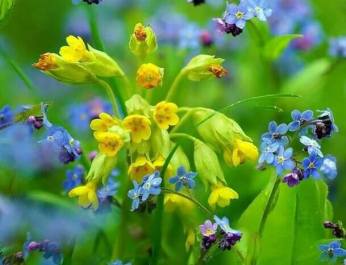 61204825_2256955434397052_6926865917175398400_n