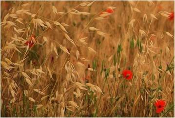 91192499_2836890049733117_2562245036297158656_n