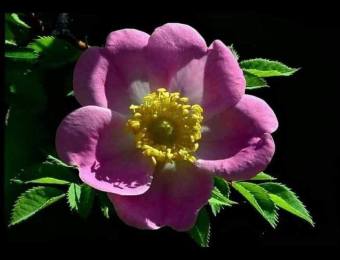 96376961_1031215197296873_7992058776276434944_n