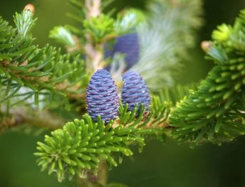 106334404_1478382538989912_6306157728064614479_o