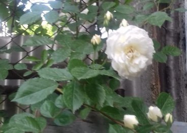 60882170_2309430262467167_5269518203213578240_n