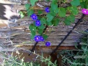 145170686_1239315656486825_3166247782989571835_n