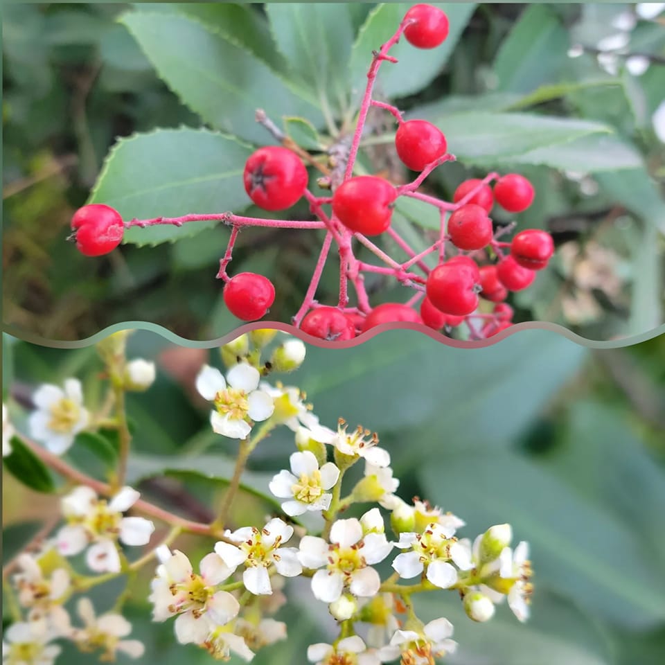 271980357_10159665593834723_340833095471355263_n